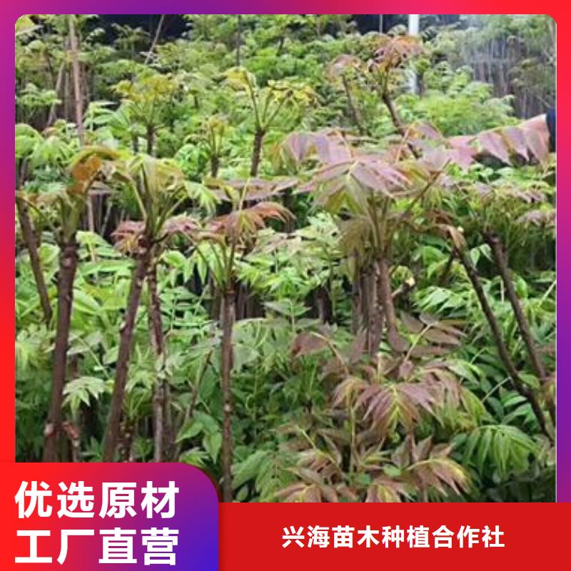 香椿苗山楂苗定制批发