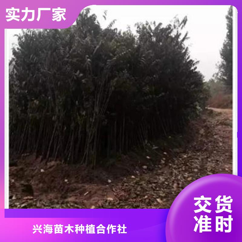 香椿苗板栗苗发货迅速