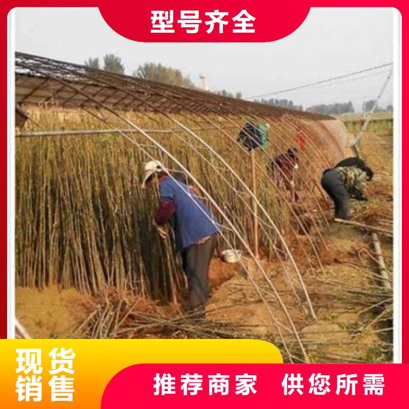 香椿苗葡萄苗现货充足量大优惠