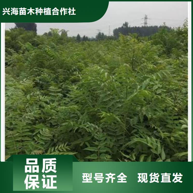 香椿苗桃树苗海量现货直销