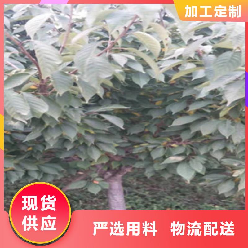 樱花,【核桃苗樱花苗长果桑树苗】产品优良