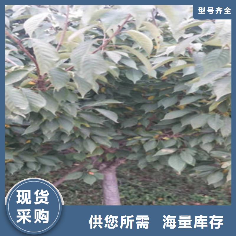 樱花_【占地果树】匠心品质