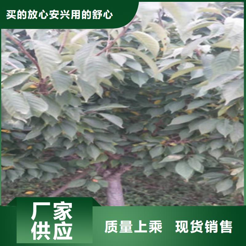 樱花核桃苗樱花苗长果桑树苗专注生产N年