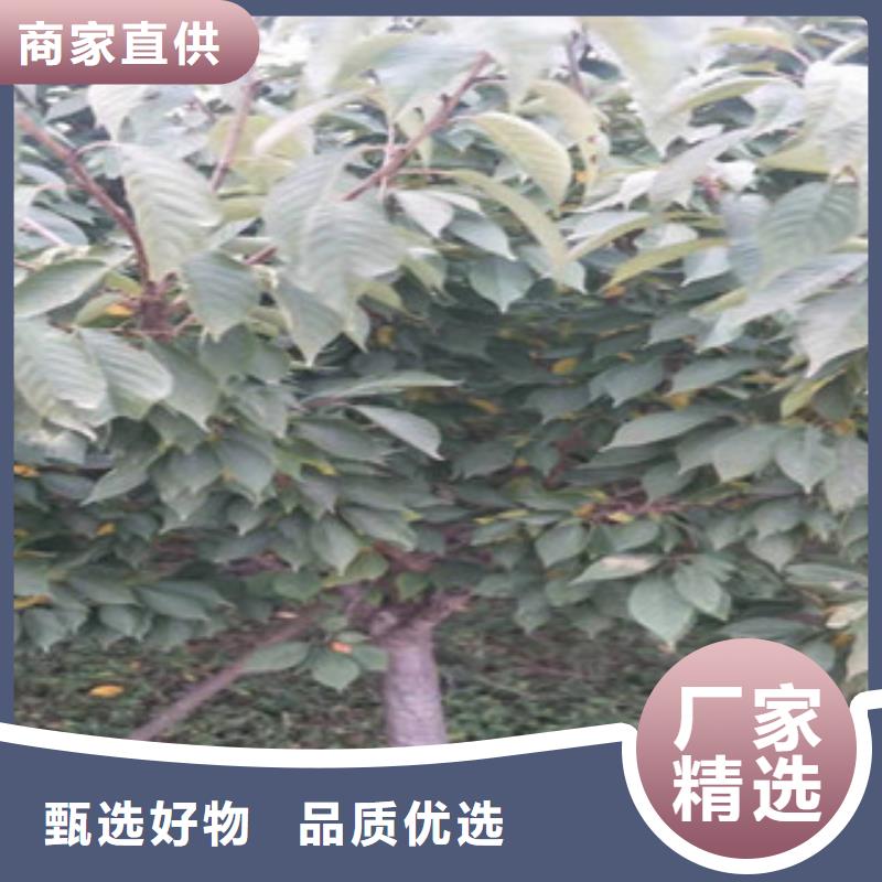 樱花【钙果苗】把实惠留给您