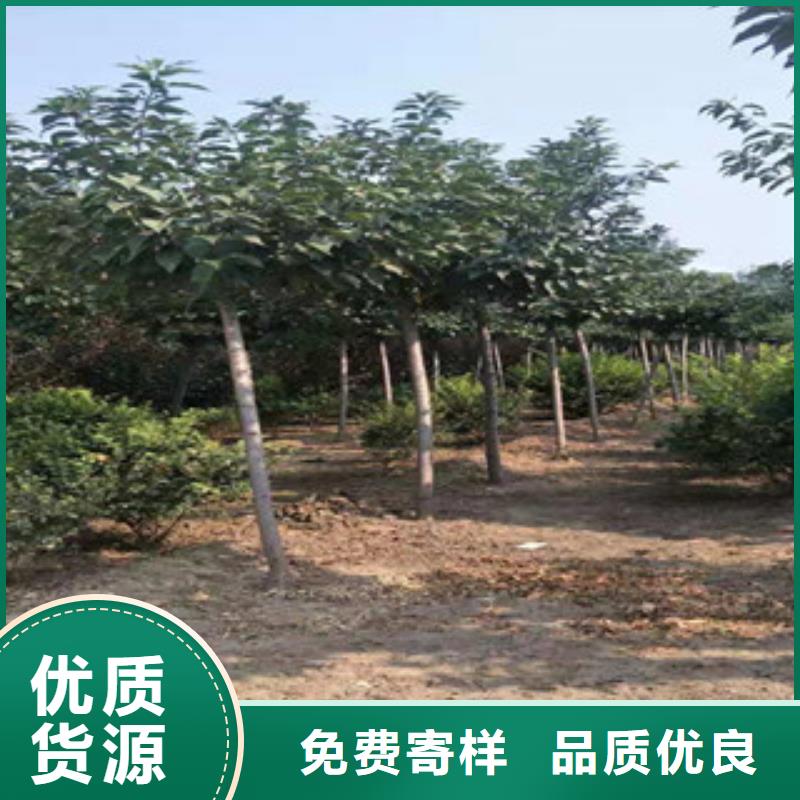 【樱花占地果树质检合格发货】