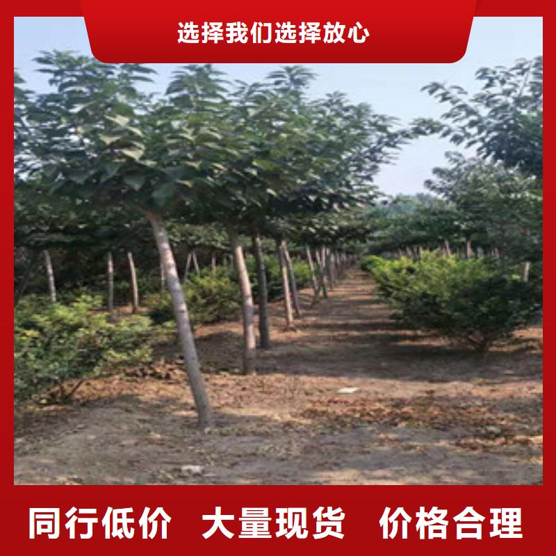 【樱花占地果树厂家批发价】