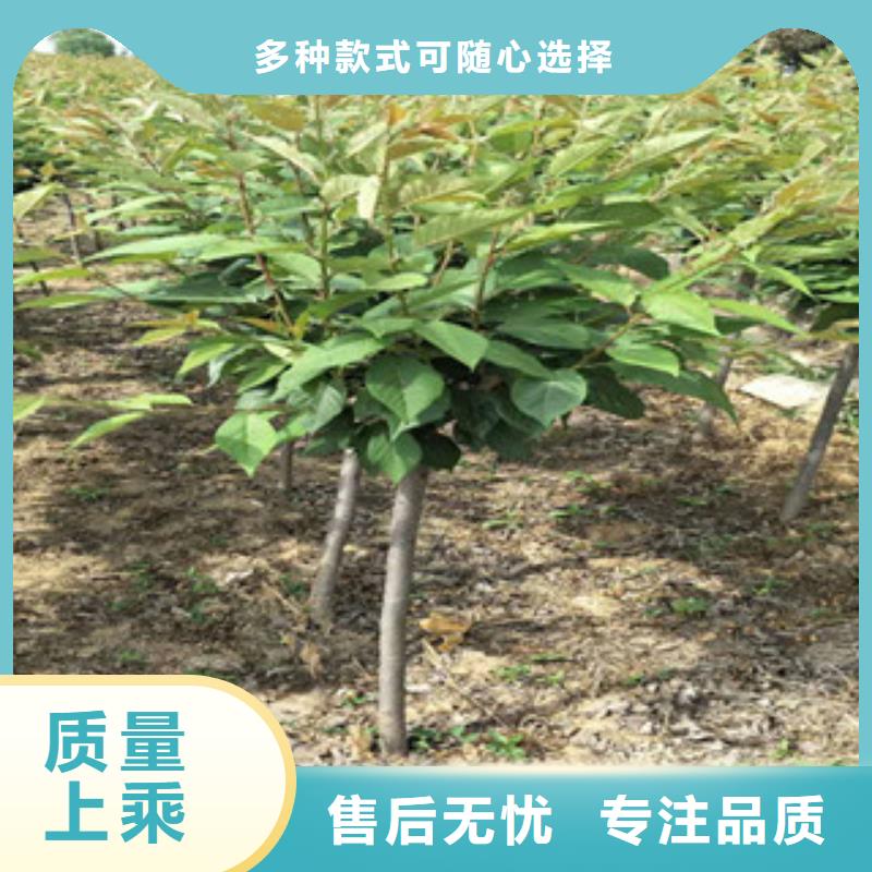 【樱花占地果树厂家批发价】