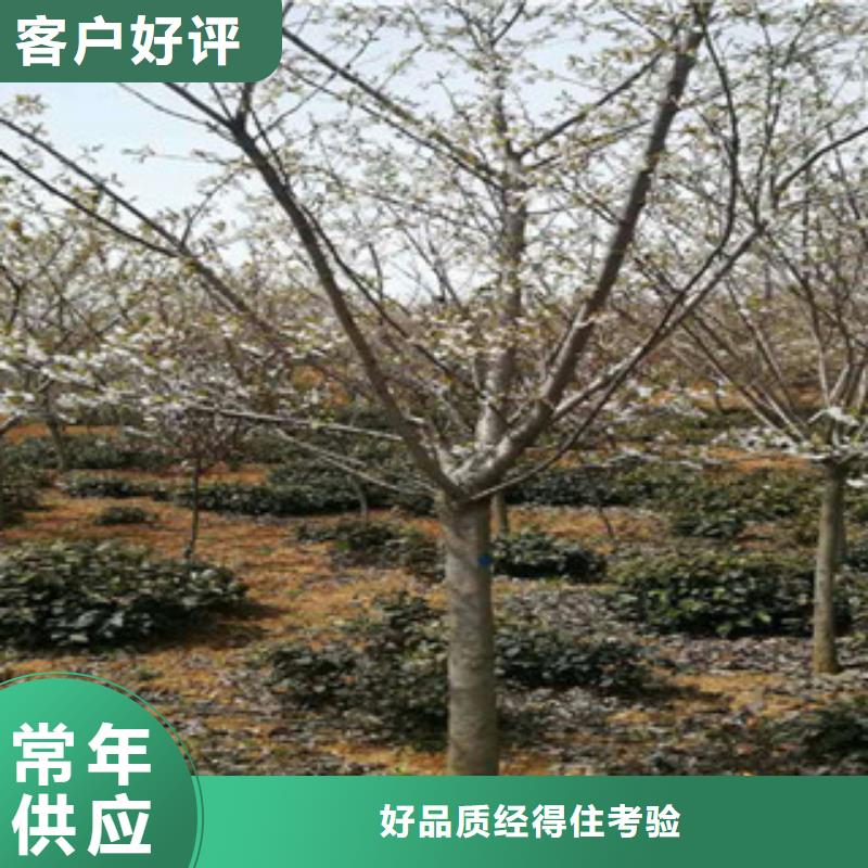 樱花【钙果苗】把实惠留给您