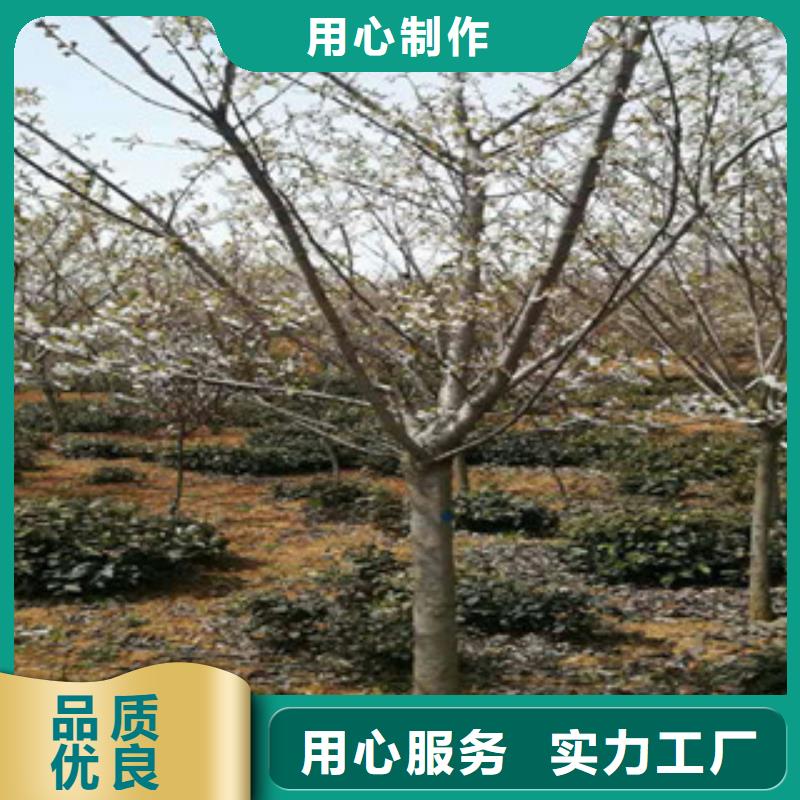 【樱花钙果苗敢与同行比质量】