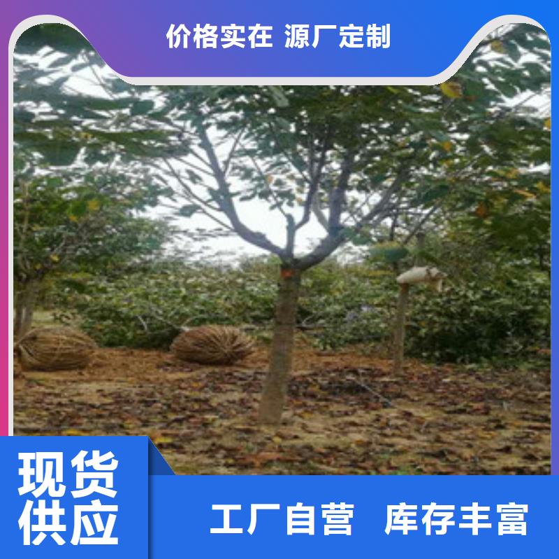 【樱花】,蓝莓苗优选厂商