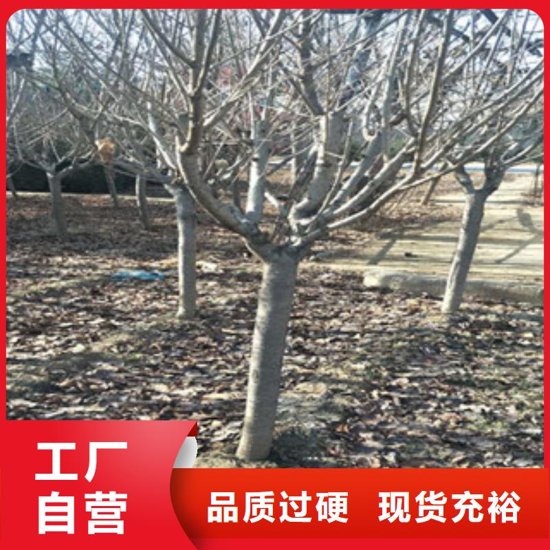 【樱花蓝莓苗价格地道】