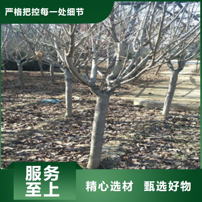 樱花蓝莓苗信誉至上