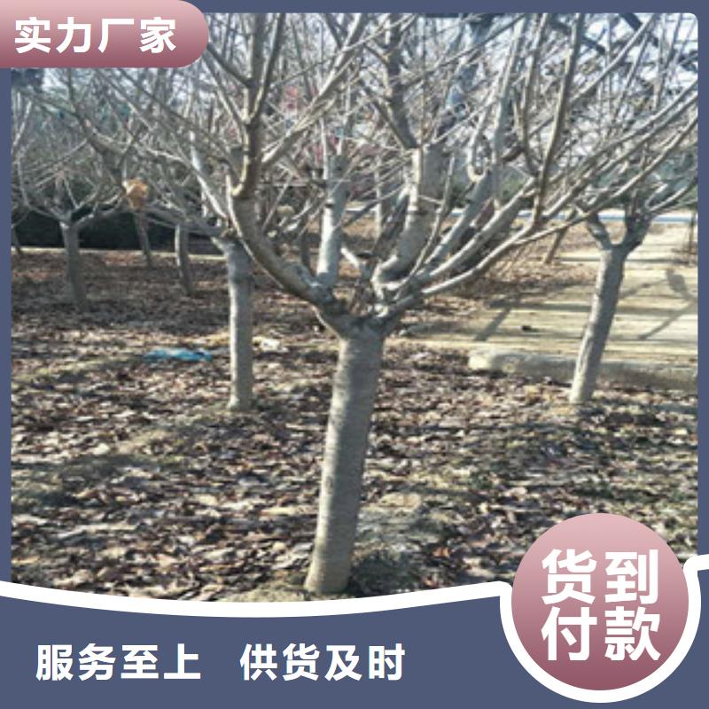 樱花【钙果苗】把实惠留给您