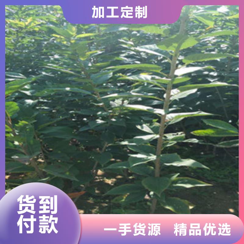 樱花核桃苗樱花苗长果桑树苗专注生产N年