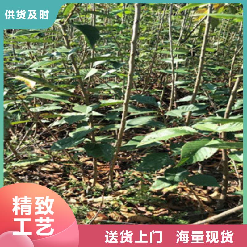 【樱花】钙果苗助您降低采购成本