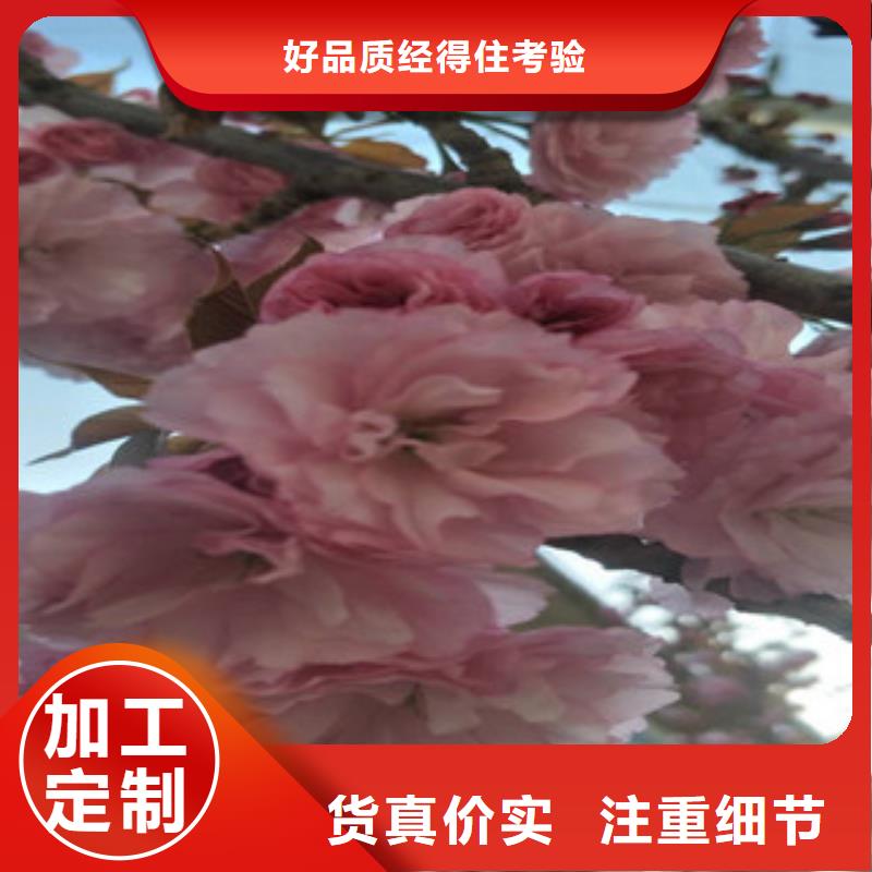 【樱花蓝莓苗厂家】