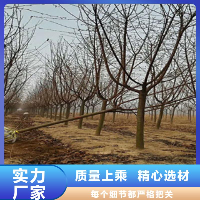 【樱花占地果树质检合格发货】