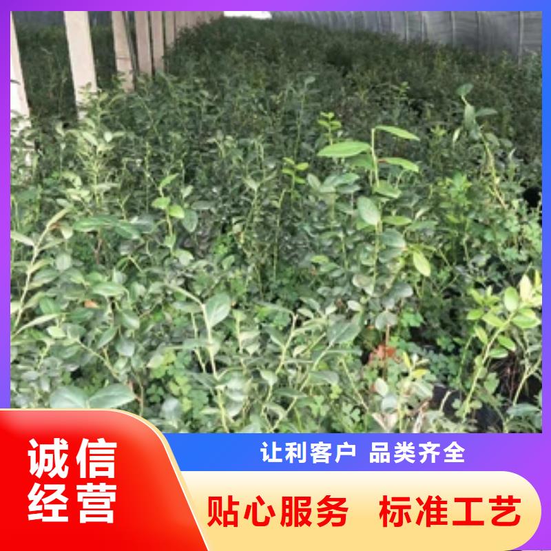 蓝莓苗_占地果树品质保证实力见证