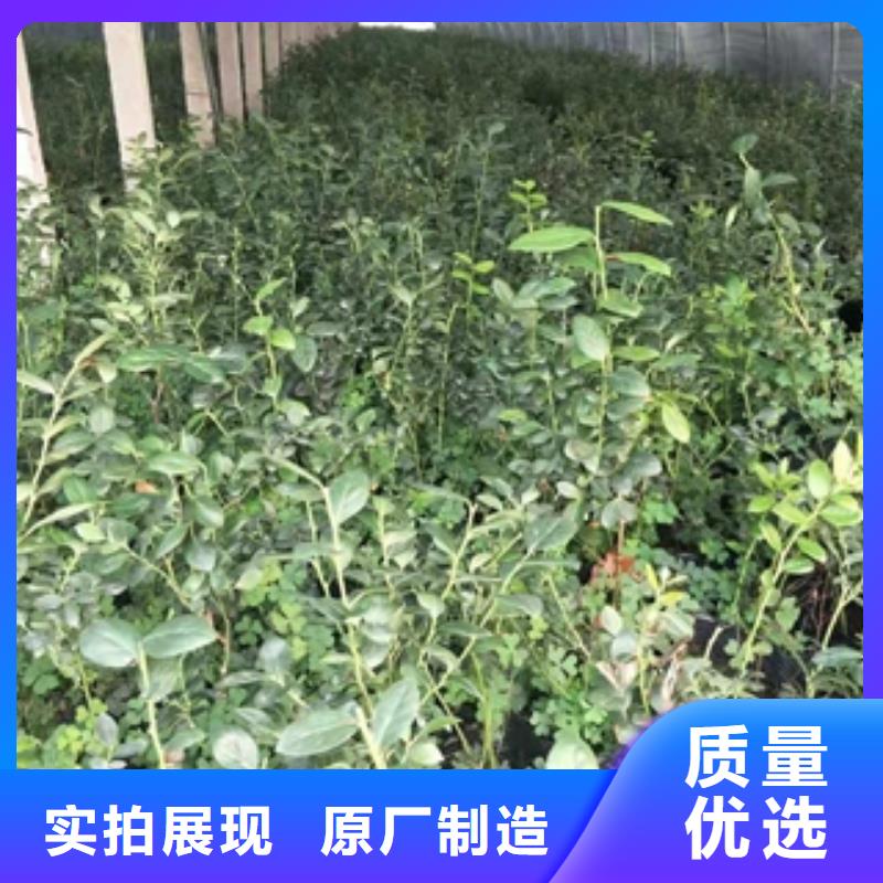 蓝莓苗核桃苗樱花苗长果桑树苗自产自销