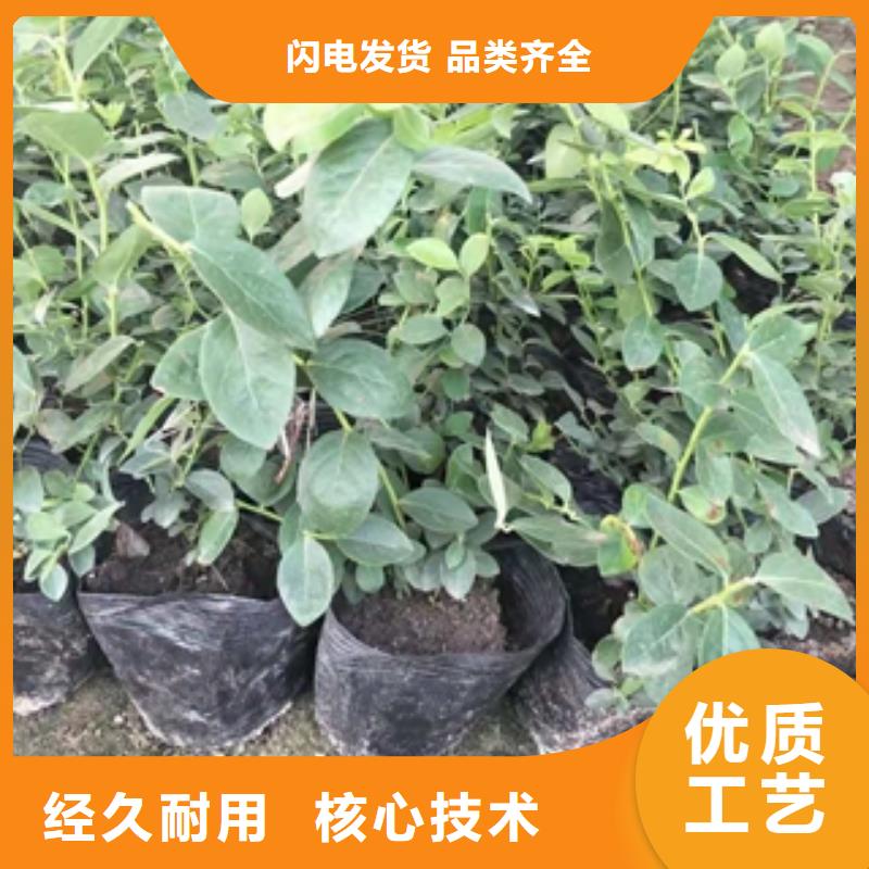 蓝莓苗核桃苗樱花苗长果桑树苗品类齐全