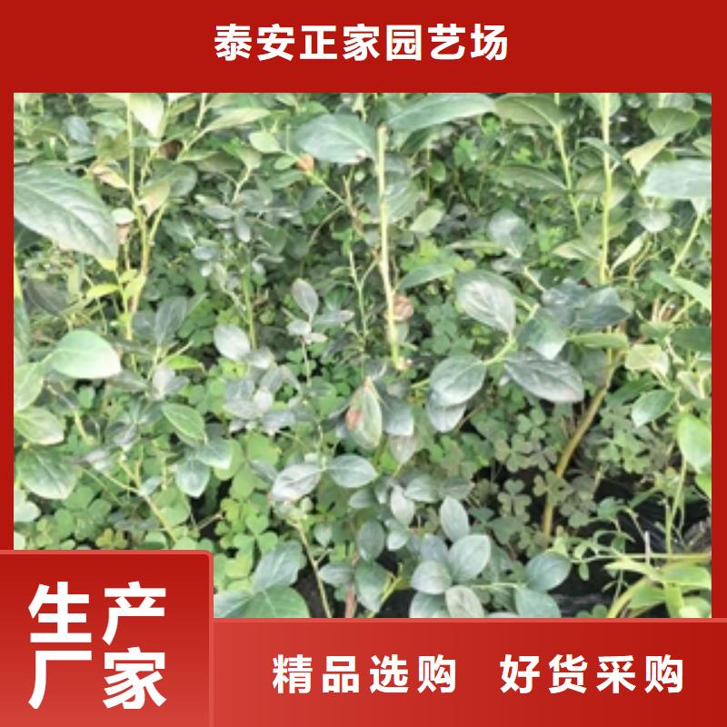 蓝莓苗核桃苗樱花苗长果桑树苗品类齐全