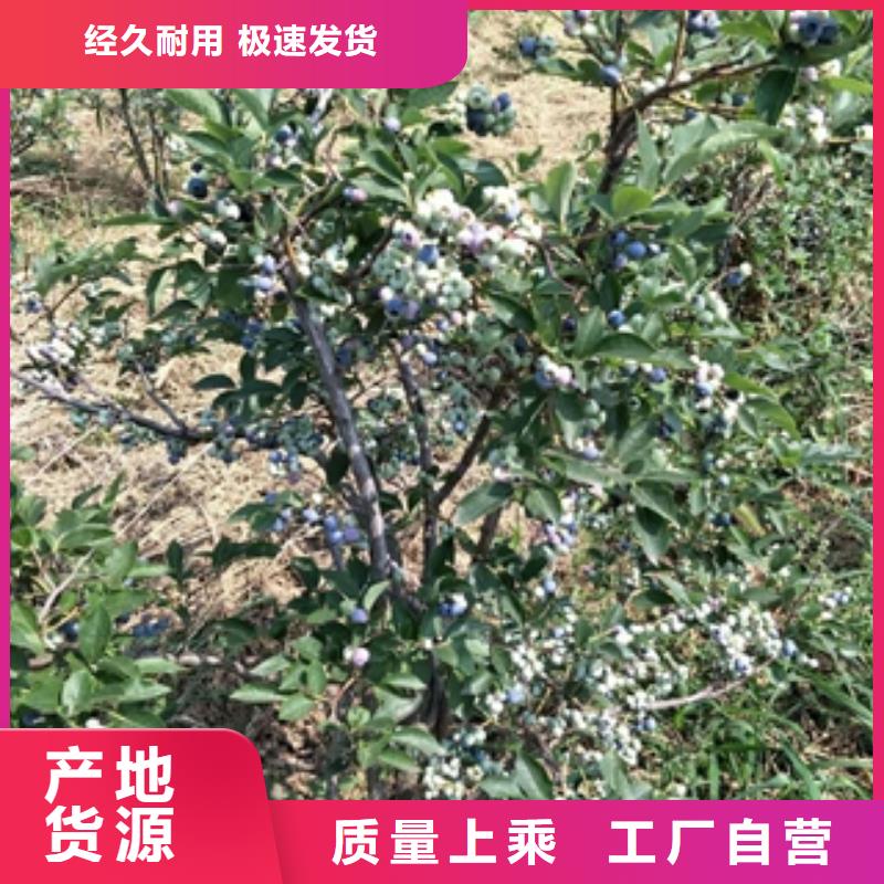 【蓝莓苗占地果树随心所欲定制】