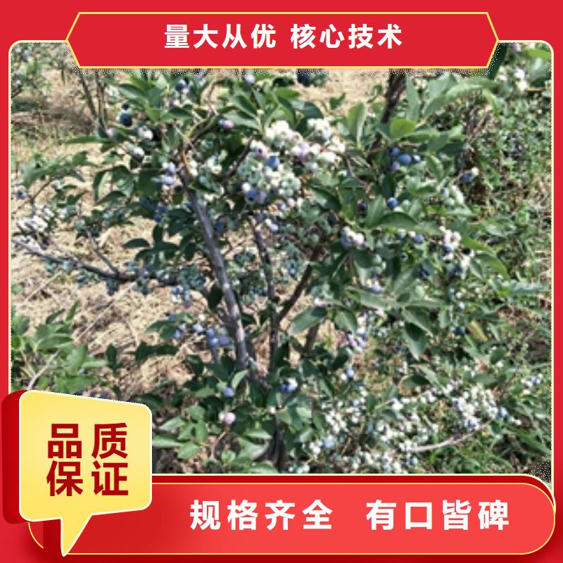 蓝莓苗层层质检