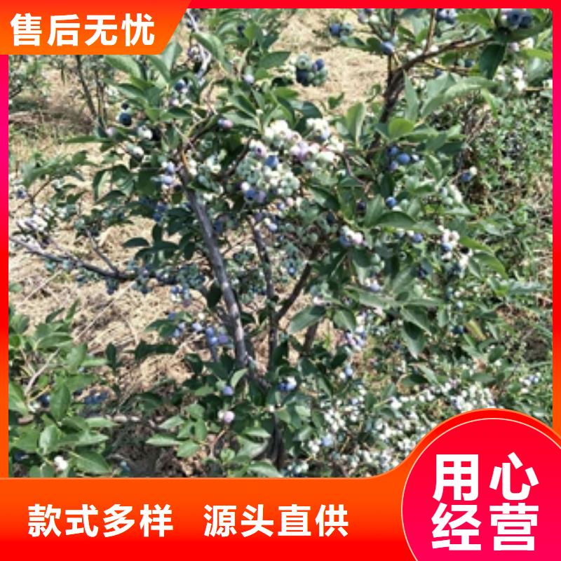 蓝莓苗【核桃苗樱花苗长果桑树苗】品质过硬