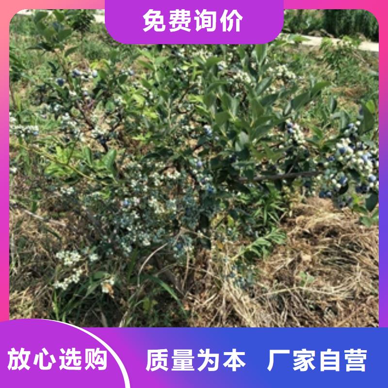 蓝莓苗核桃苗樱花苗长果桑树苗对质量负责