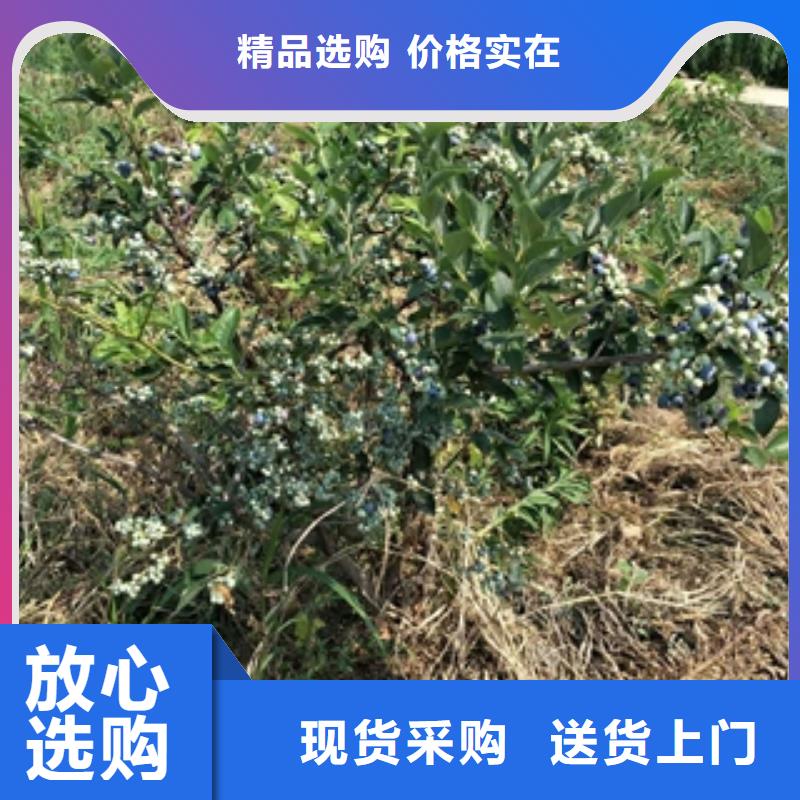 【蓝莓苗占地果树随心所欲定制】