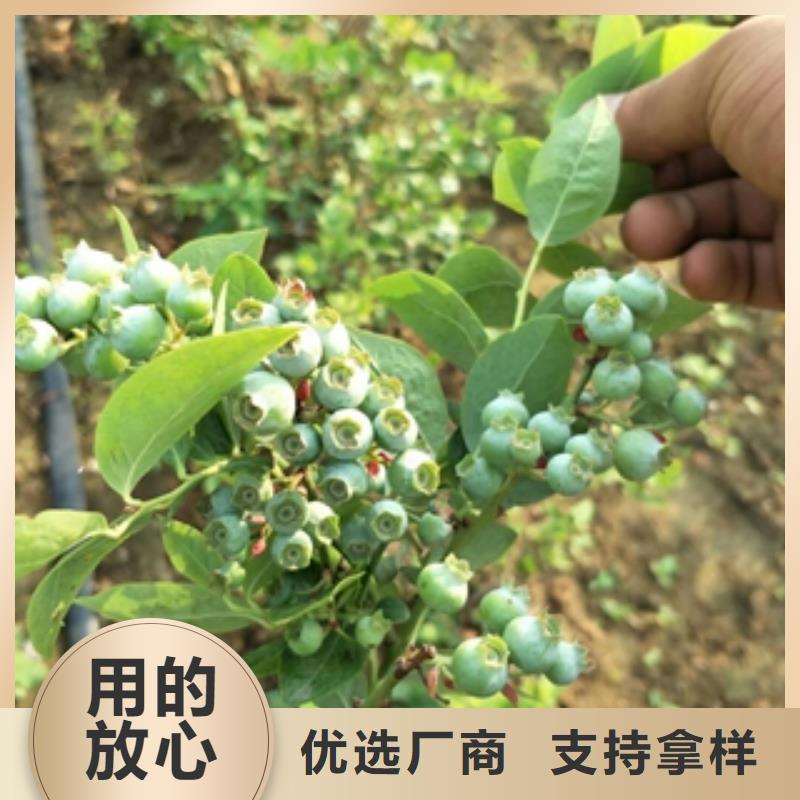 蓝莓苗核桃苗樱花苗长果桑树苗品类齐全