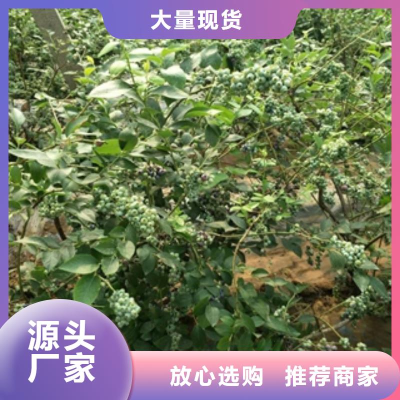 蓝莓苗【核桃苗樱花苗长果桑树苗】品质过硬