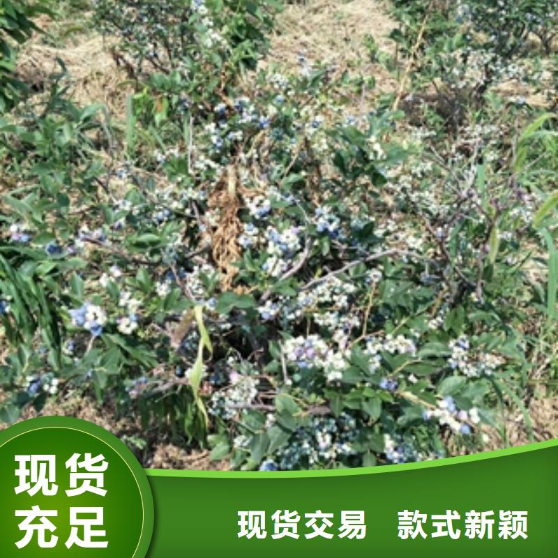 蓝莓苗【核桃苗樱花苗长果桑树苗】品质过硬