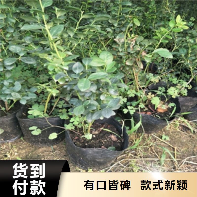 【蓝莓苗】-钙果苗专注生产制造多年