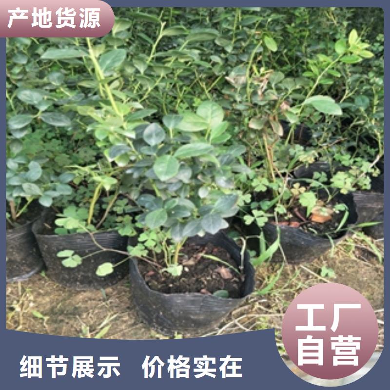 蓝莓苗层层质检