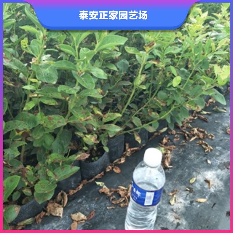 【蓝莓苗占地果树随心所欲定制】