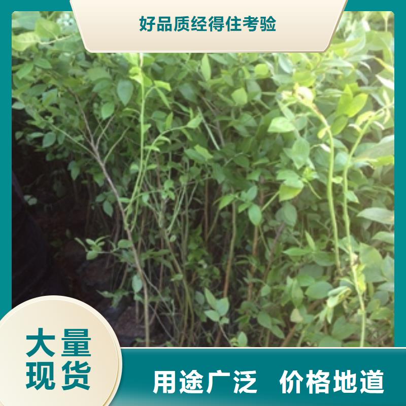 【蓝莓苗_核桃苗樱花苗长果桑树苗信誉至上】