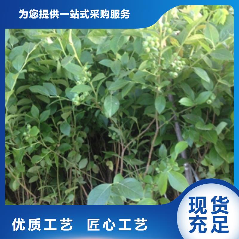 蓝莓苗【核桃苗樱花苗长果桑树苗】品质过硬