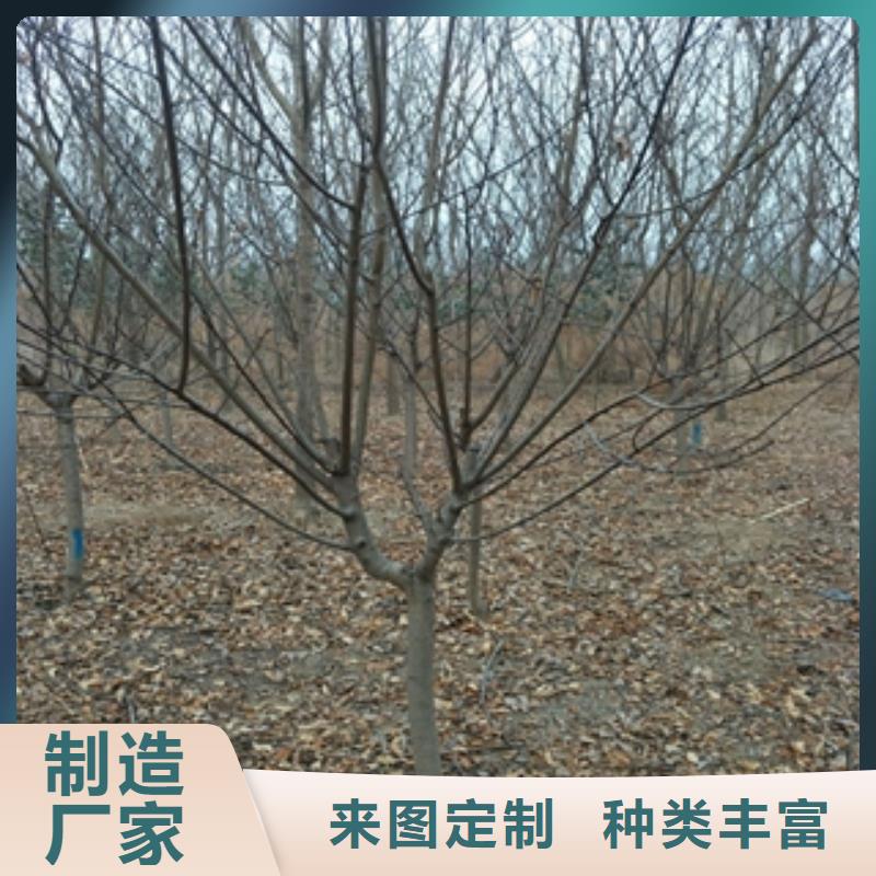 【桃树】泰山景松造型景松严选用料