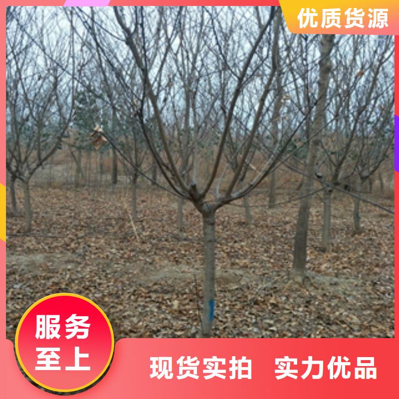 桃树【占地果树】源头厂家量大价优