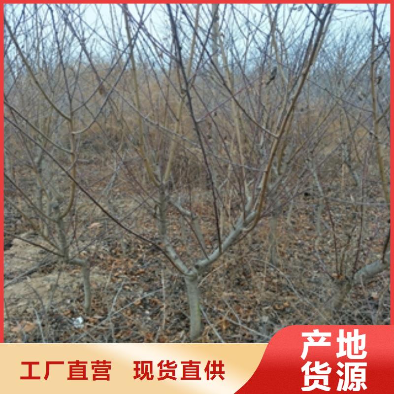 桃树蓝莓苗采购无忧