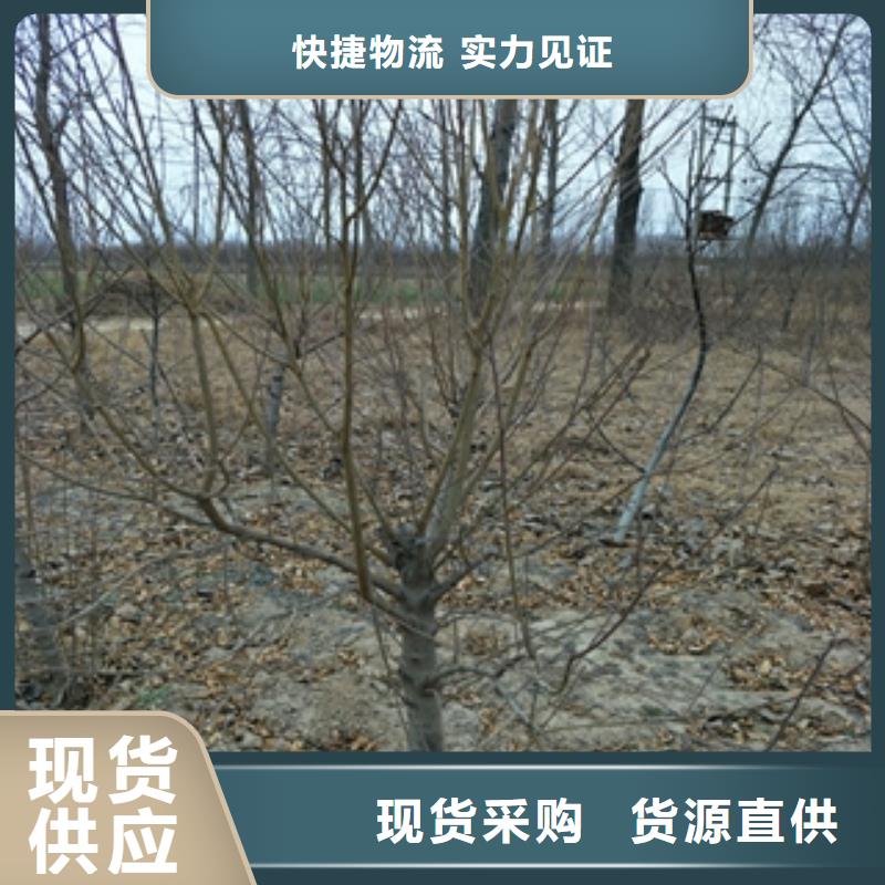 桃树蓝莓苗采购无忧