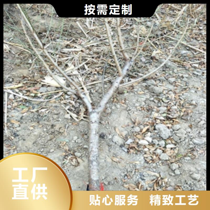 【桃树绿化树绿化工程好品质选我们】