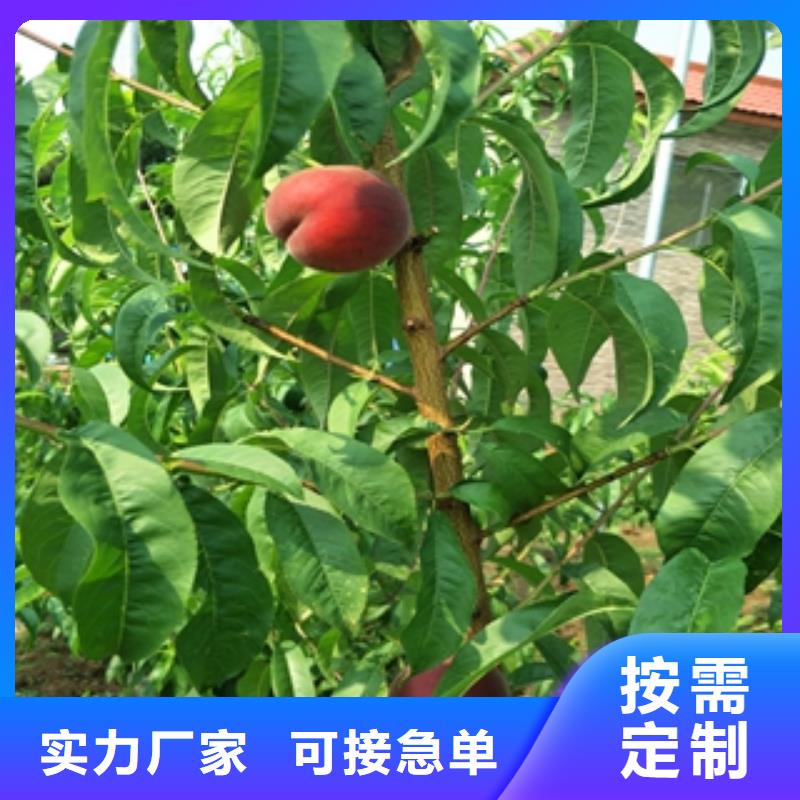 桃树蓝莓苗采购无忧