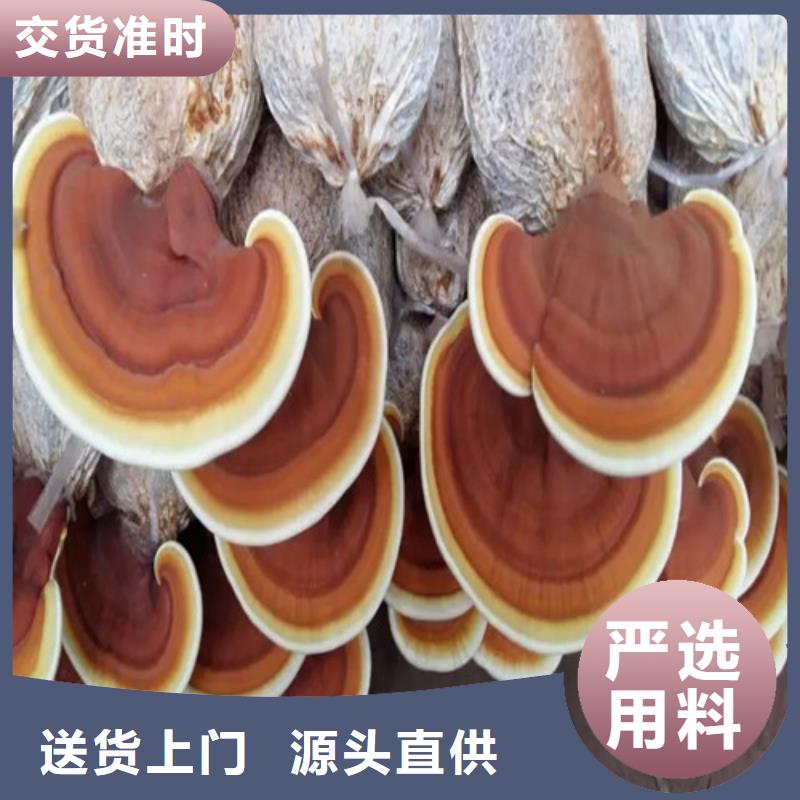 定制灵芝孢子粉_精选厂家