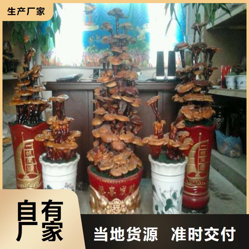 同质量破壁灵芝孢子粉，我们价格更合理