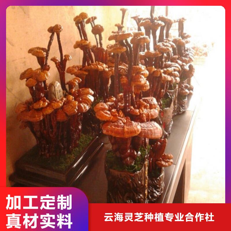 新产品：灵芝的价值采购