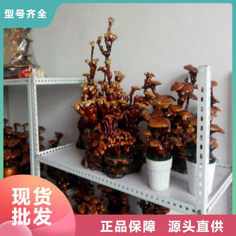 选灵芝盆景认准云海灵芝种植专业合作社