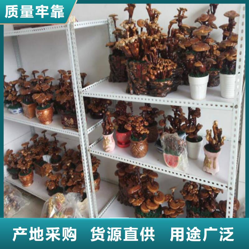 质优价廉的灵芝孢子粉基地