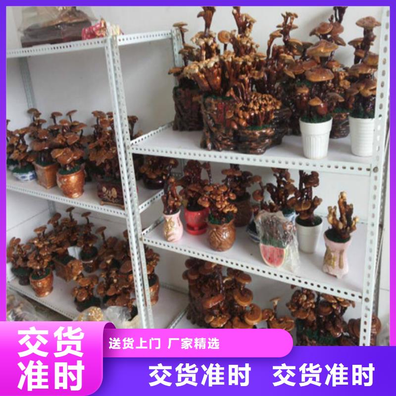 灵芝孢子粉行业品牌厂家